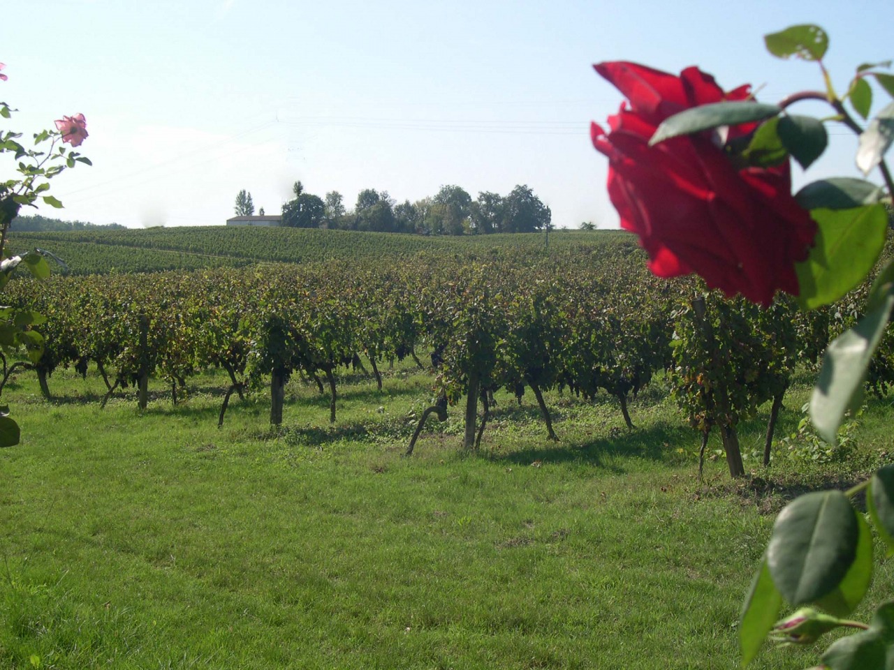 vignes.jpg
